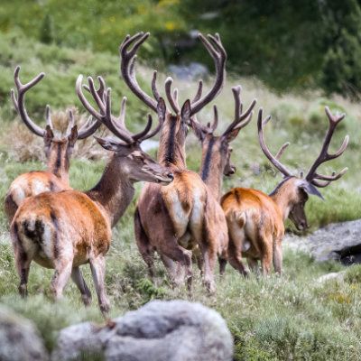 Groupe de cerf