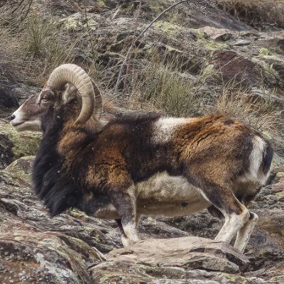 Mouflon